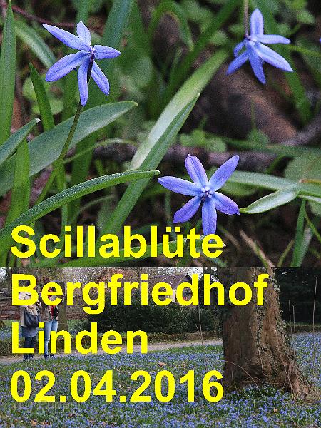 2016/20160402 Bergfriedhof Linden Scilla/index.html